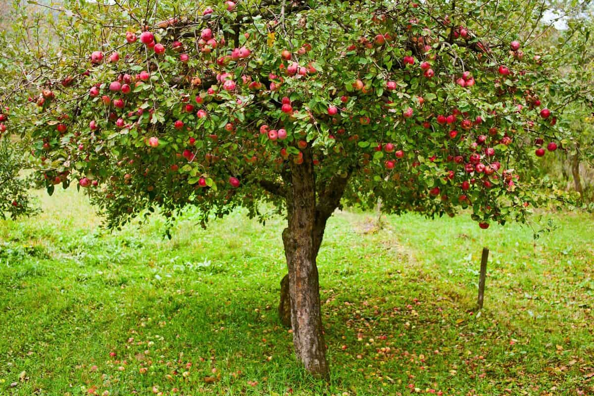 قصة شجرة التفاح