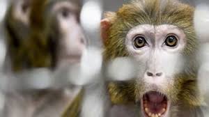 تقرير عن فيروس جدري القرود