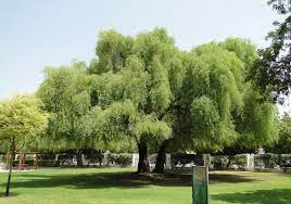 أفضل أشجار الظل في السعودية سريعة النمو وتتحمل الحرارة