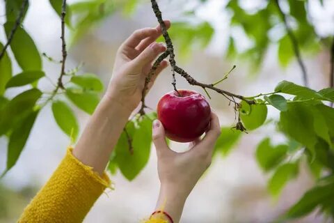 تنتج بعض النباتات الثمار مثل التفاح ما الوظيفة التي تقوم بها الثمرة 