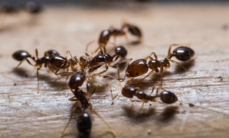 هل وجود النمل في البيت يدل على الرزق 