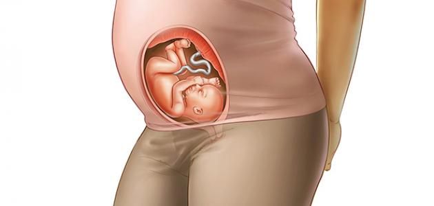 كم يبلغ وزن الجنين في نهاية الشهر السادس