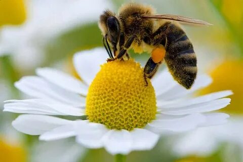 ماذا يسمى صوت النحل