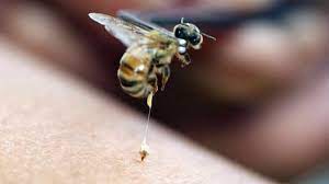 أضرار العلاج بسم النحل