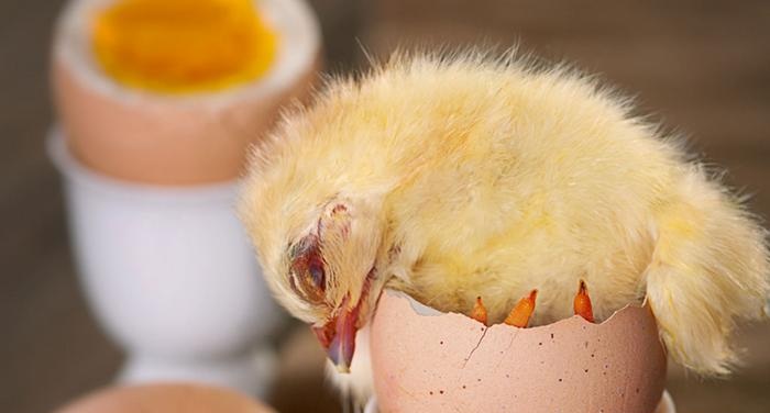 ينمو الجنين الصغير داخل البيضه