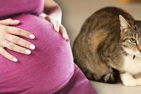 هل داء القطط يسبب موت الجنين