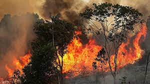 أسباب حرائق غابات الأمازون