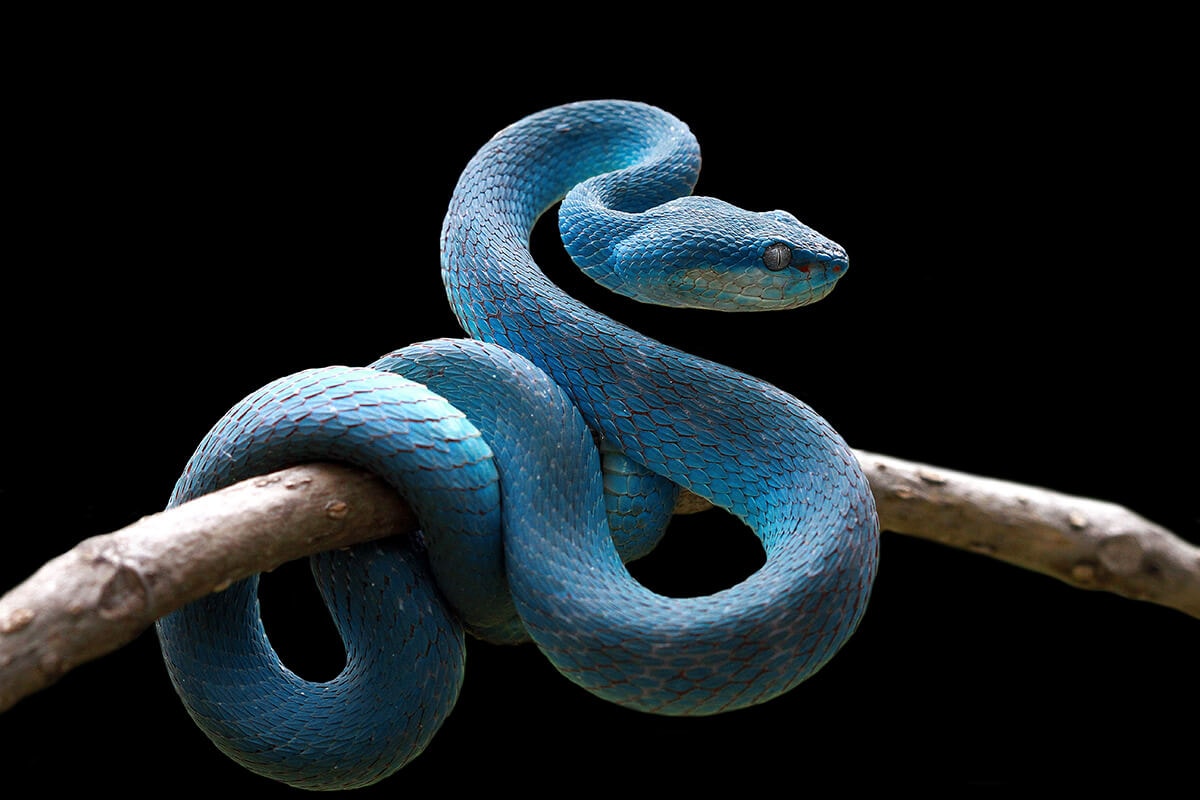 Ερμηνεία ενός ονείρου για ένα μπλε φίδι Η θηλυκότητά σου